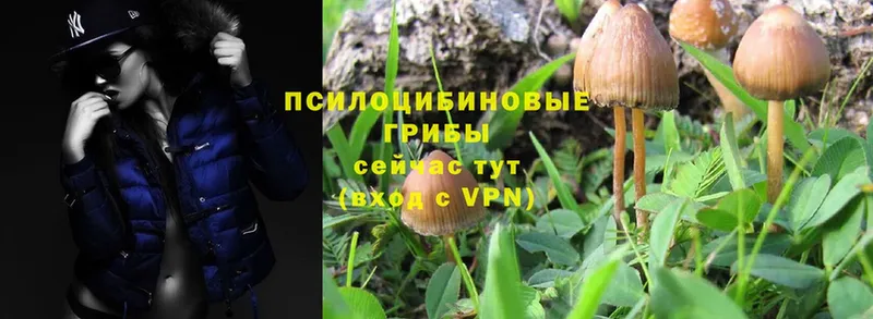 купить наркотик  Сегежа  Псилоцибиновые грибы Magic Shrooms 